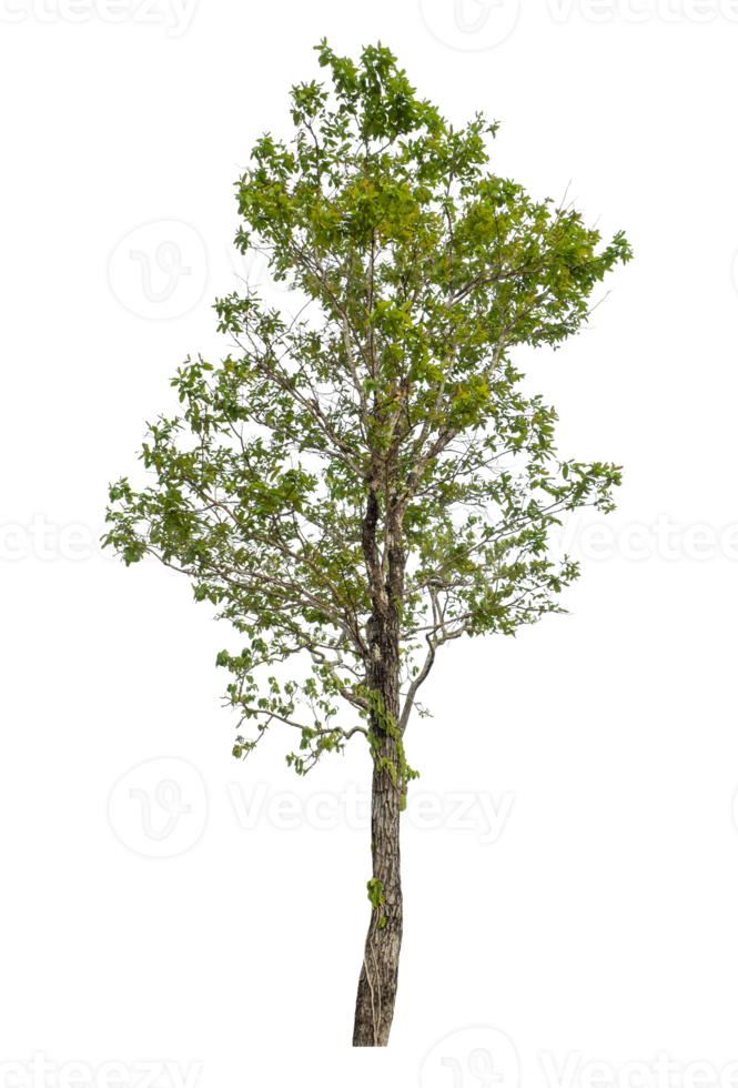 Green tree isolated on transparent background png