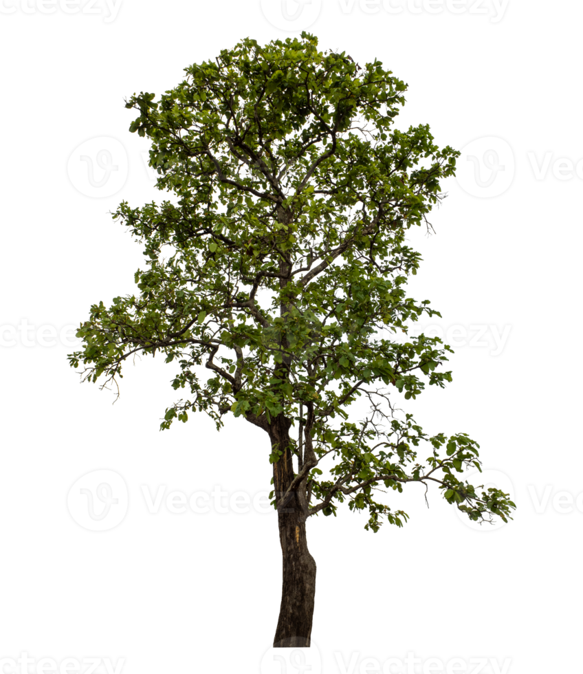 Green tree isolated on transparent background png