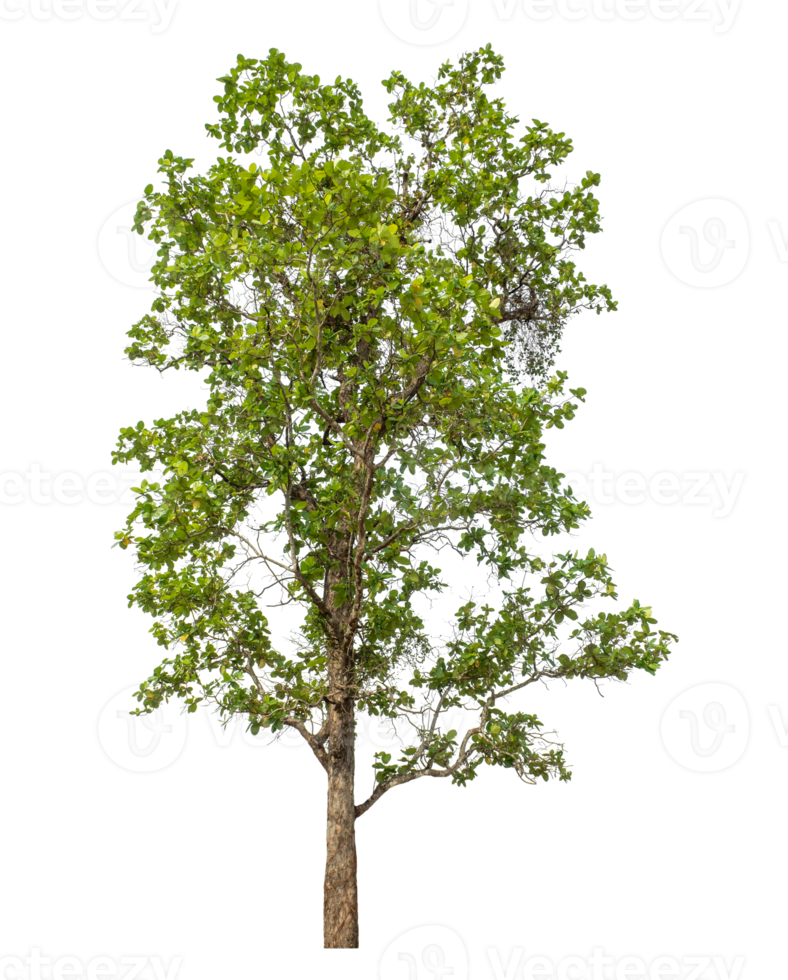 Green tree isolated on transparent background png