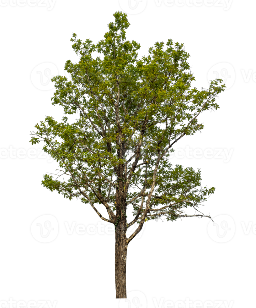 Green tree isolated on transparent background png