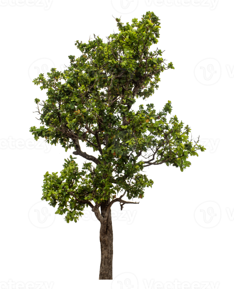 Green tree isolated on transparent background png