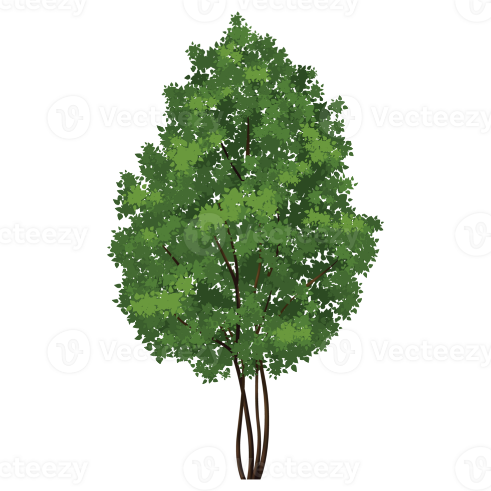 Green tree, Tree on transparent background png