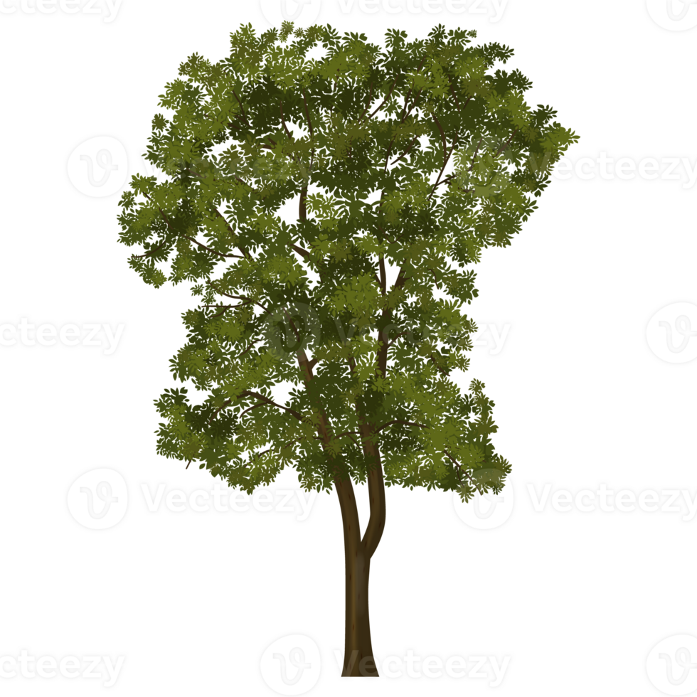 Green tree, Tree on transparent background png