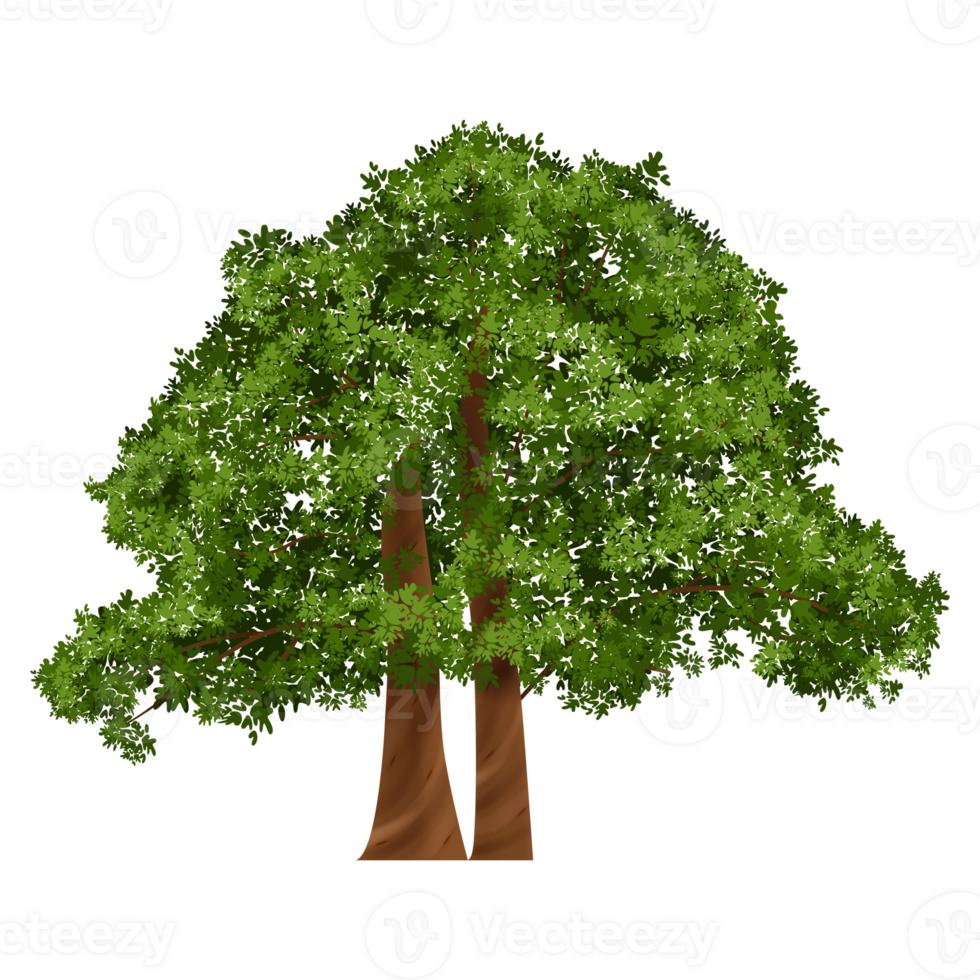 Green tree, Tree on transparent background png