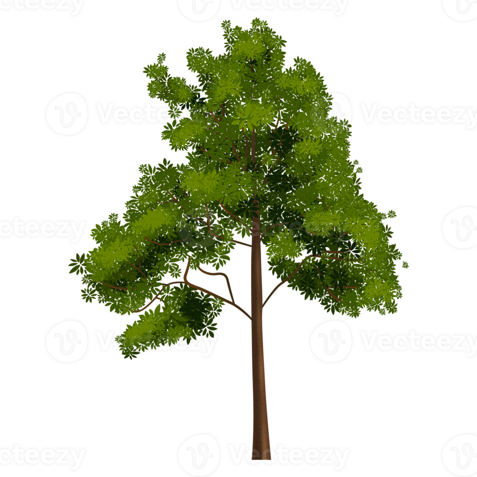 Green tree, Tree on transparent background png