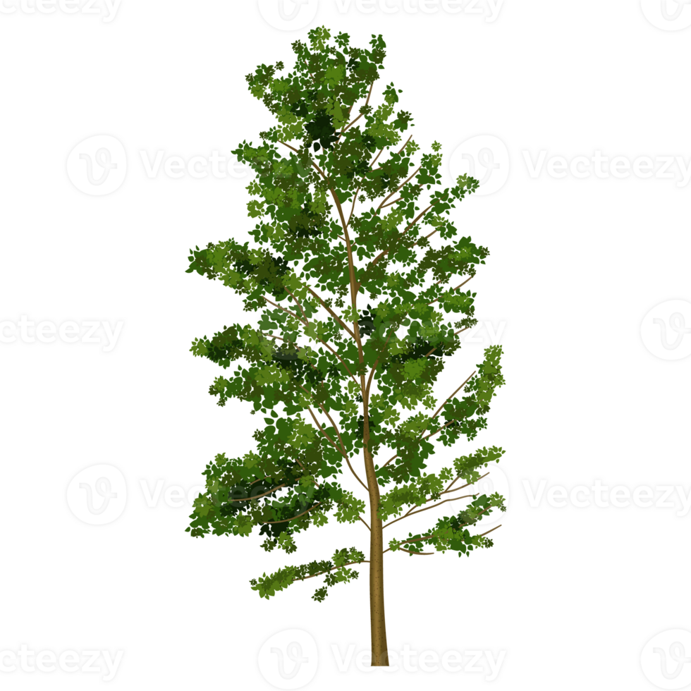 Green tree, Tree on transparent background png