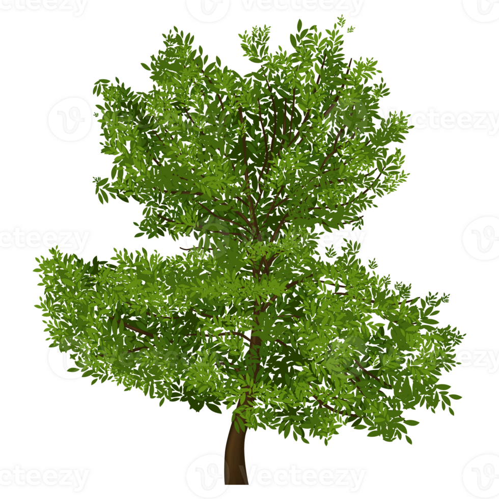 Green tree, Tree on transparent background png