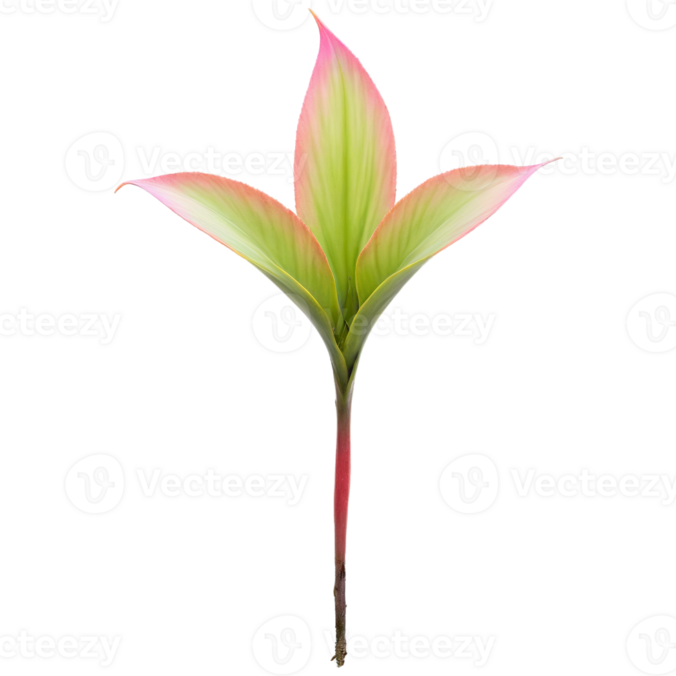 Bromeliad leaf long sword shaped leaf with pink and green variegation Neoregelia carolinae png