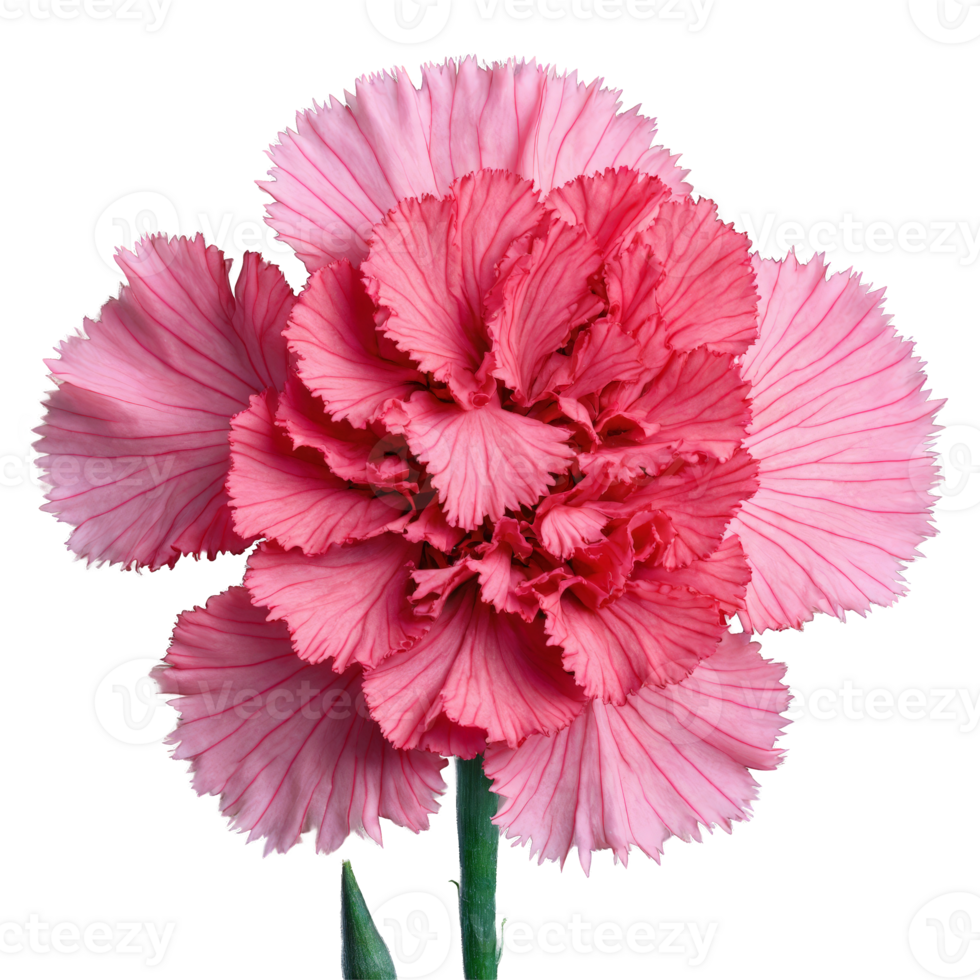 Pink carnation ruffled petals with serrated edges central cluster of stamens Dianthus caryophyllus png