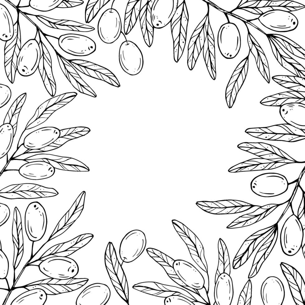 Graphics botanical black and white frame with olives and leaves. Olive branch with olives and leaves vector