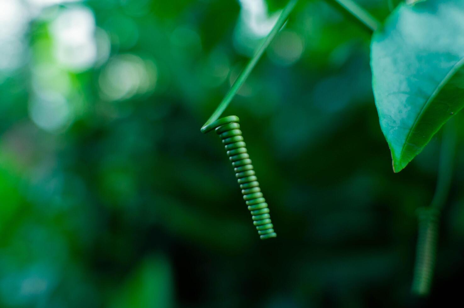 Aesthetic green leaf shoots with a blurred background photo