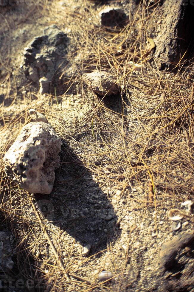 a rock with a firm shadow on the ground photo