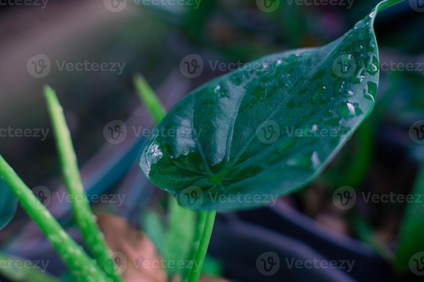 green leaves with dew pooling water photo