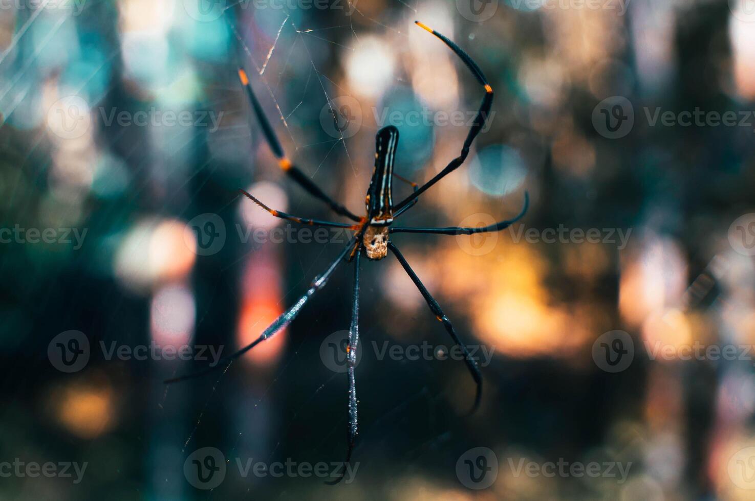 spider hanging on its web in the forest on a blurry background photo