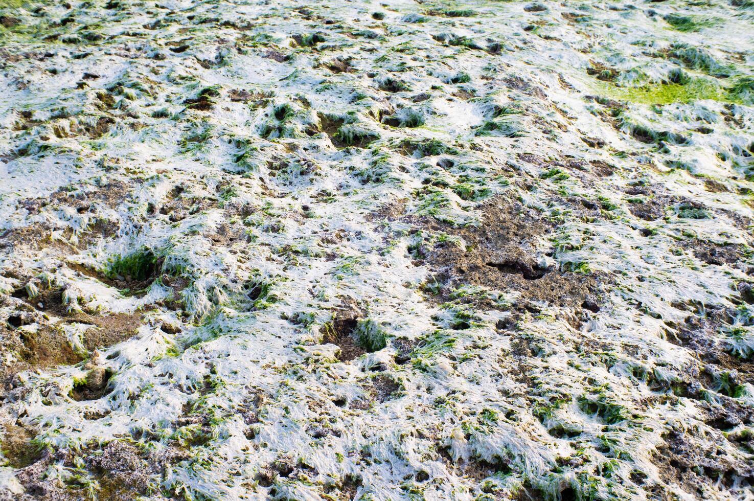dead seaweed on the coral on the beach photo