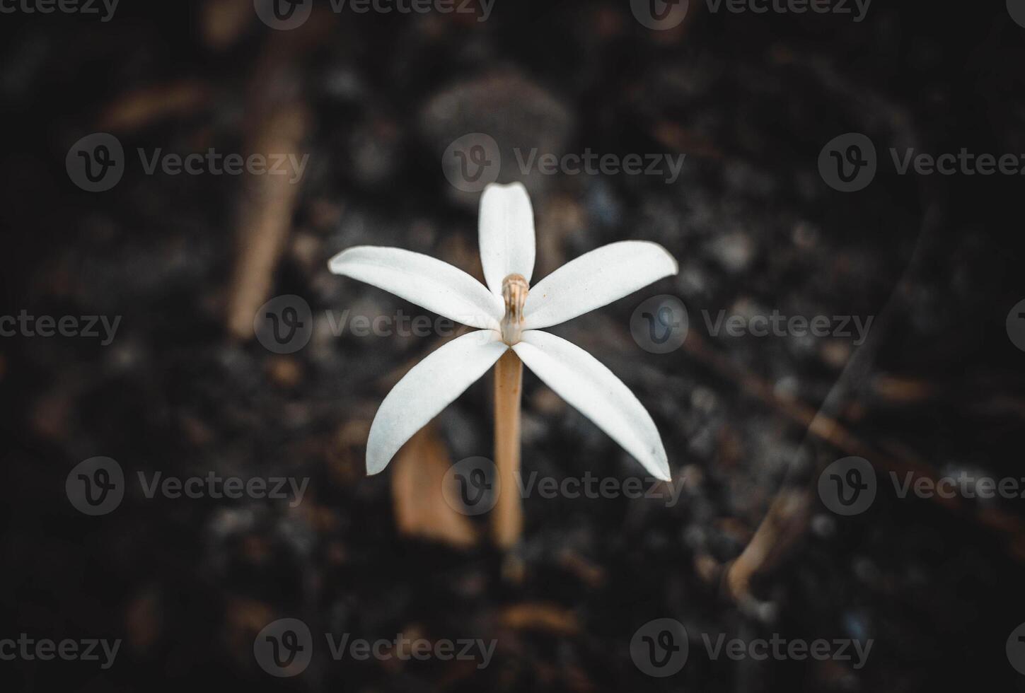 small white flower stalks that look wistful, sad and nostalgic photo