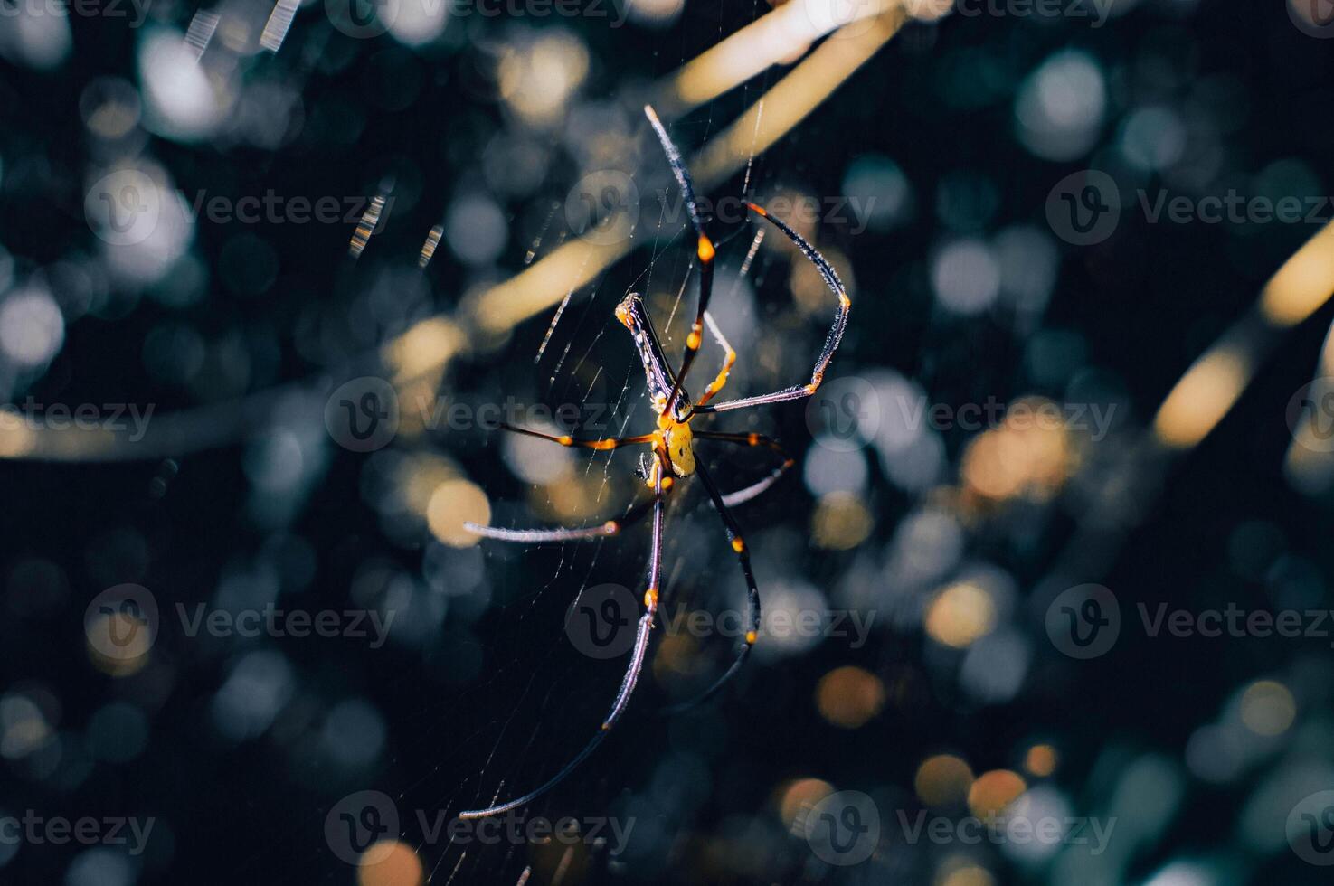 spider hanging on its web in the forest on a blurry background photo