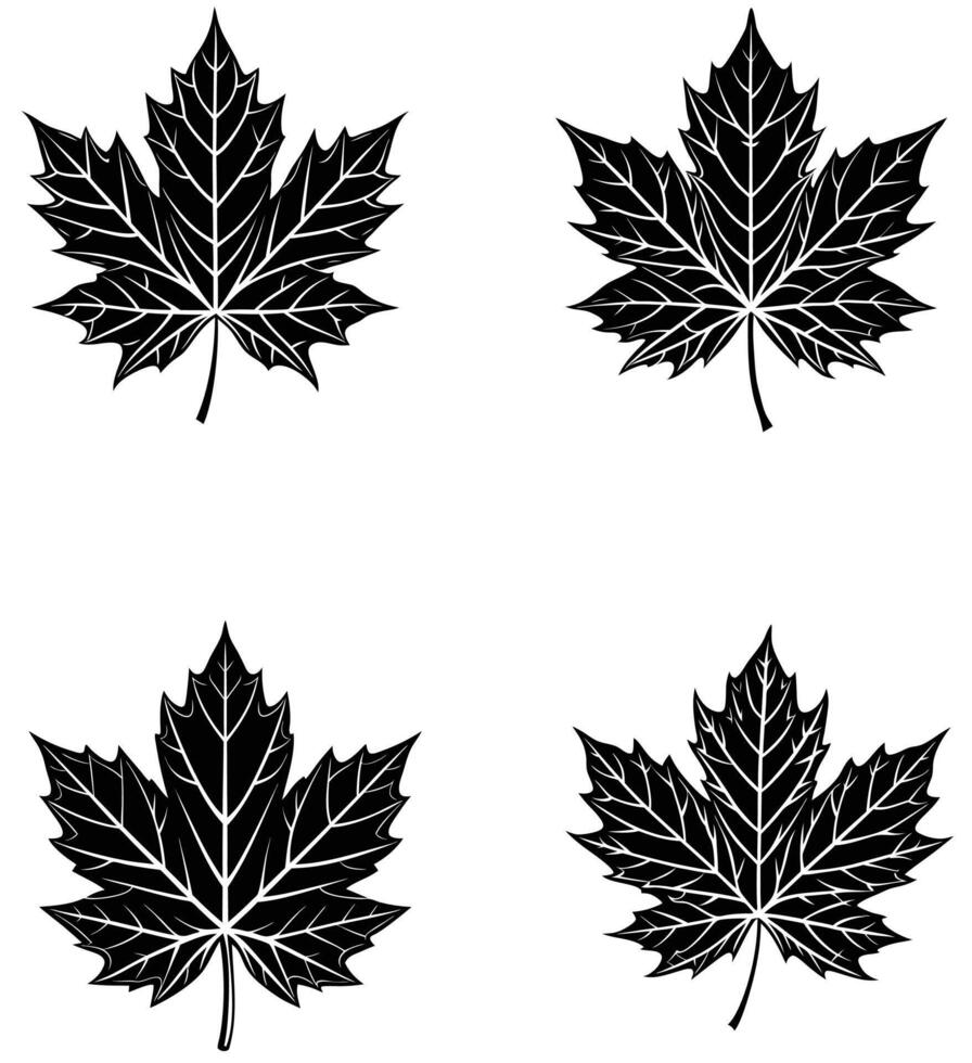 Tsugar Maple Leaves Are Icon Silhouette vector