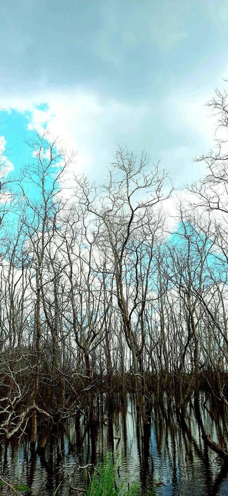 swamp and dry trees on a background of white clouds and blue sky photo