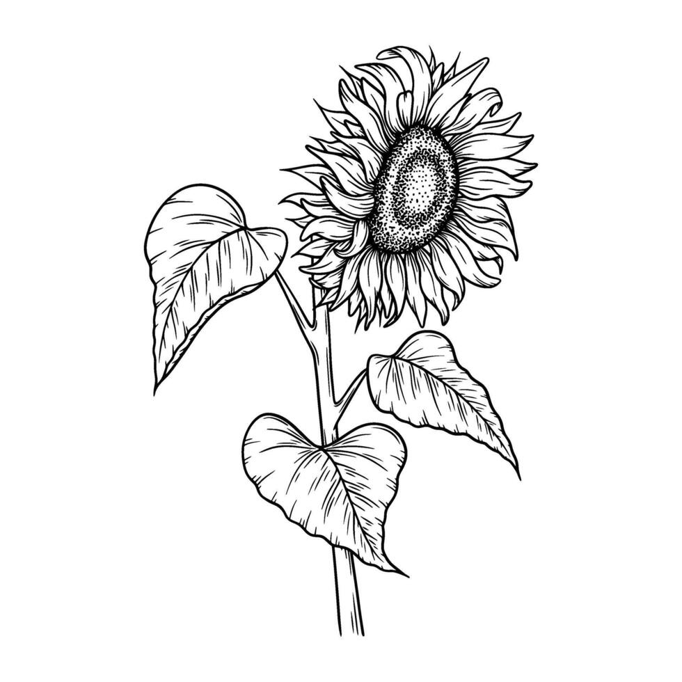 sunflower illustration in line art style. Graphic monochrome drawing. Hand drawn floral outline sketch, engraved illustration. Design element for coloring book page, tattoo, logo, icon, label. vector