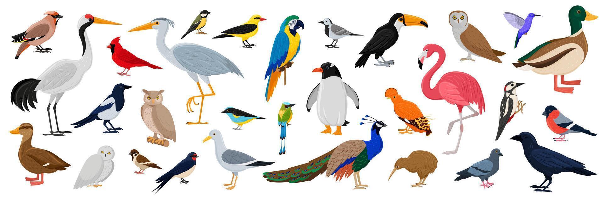 Birds big set. Bright flying characters, wildlife and exotic animals. Fauna species with woodpecker, flamingo, goose vector