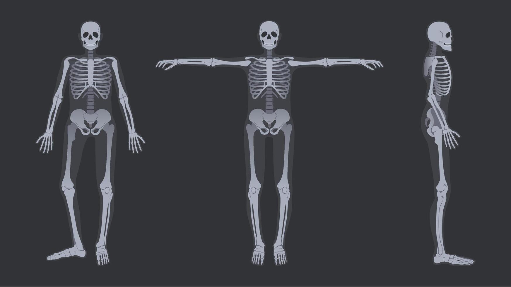 Human skeleton x-ray. Detailed radiology full-body bone structure anatomy poses, illustration set vector