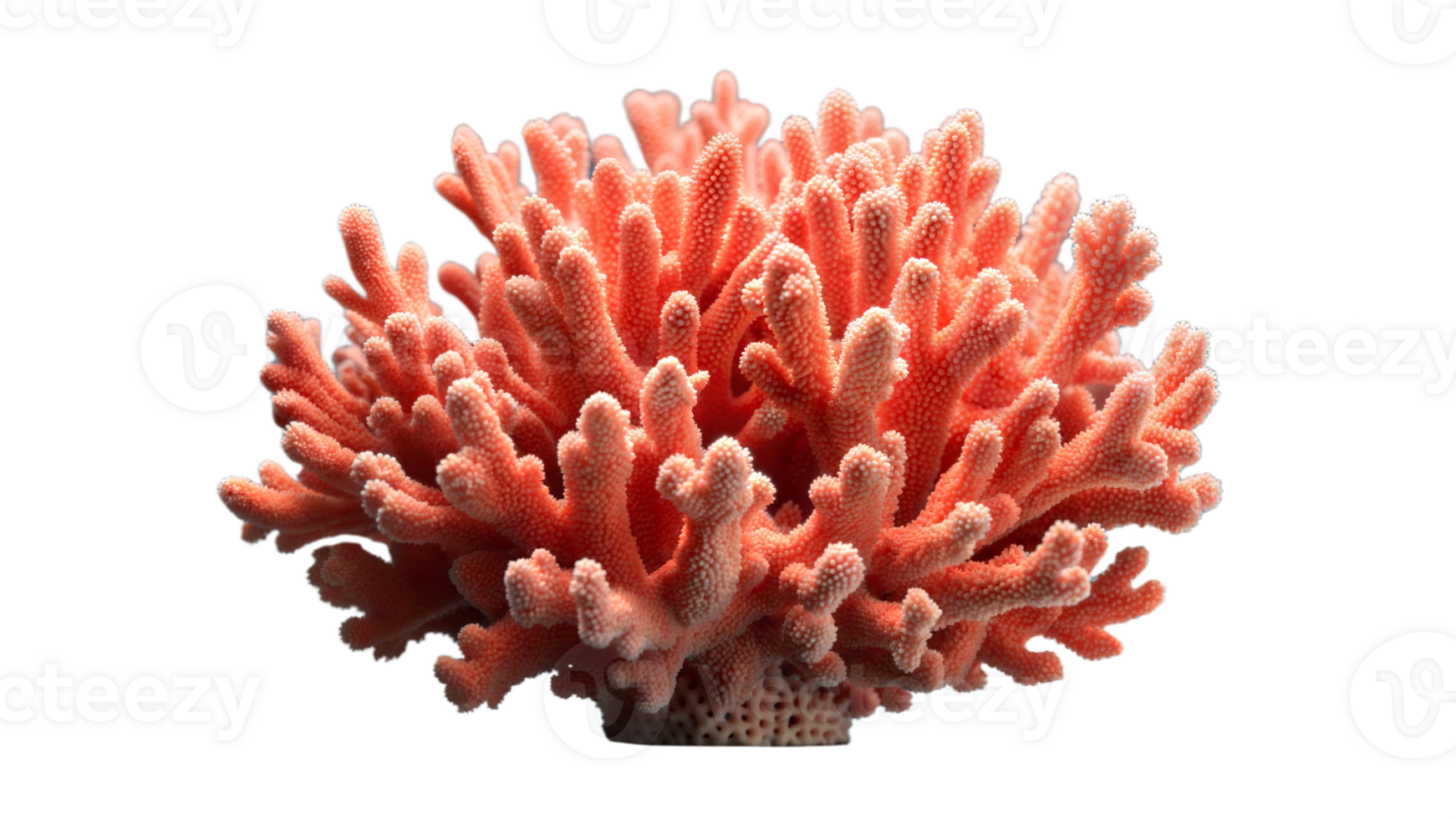 Coral with delicate branches and vibrant colors on transparent background. png