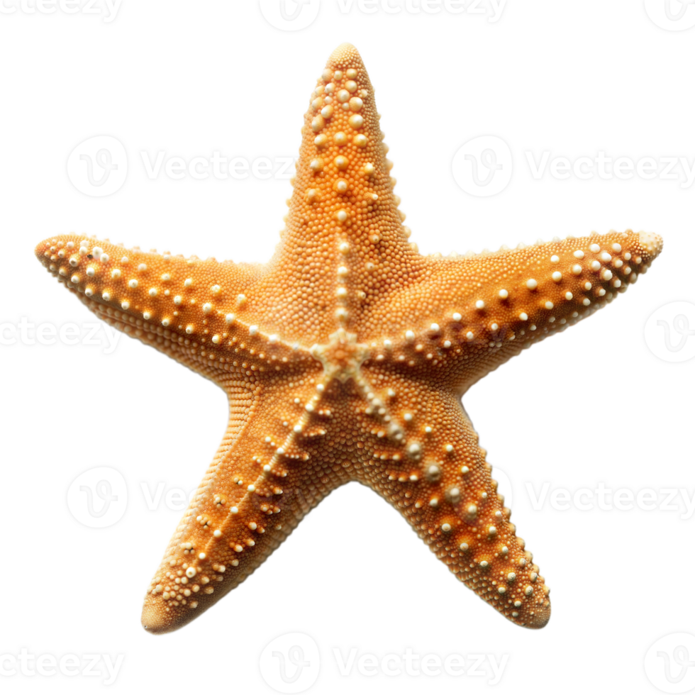 A starfish on a transparent background. png