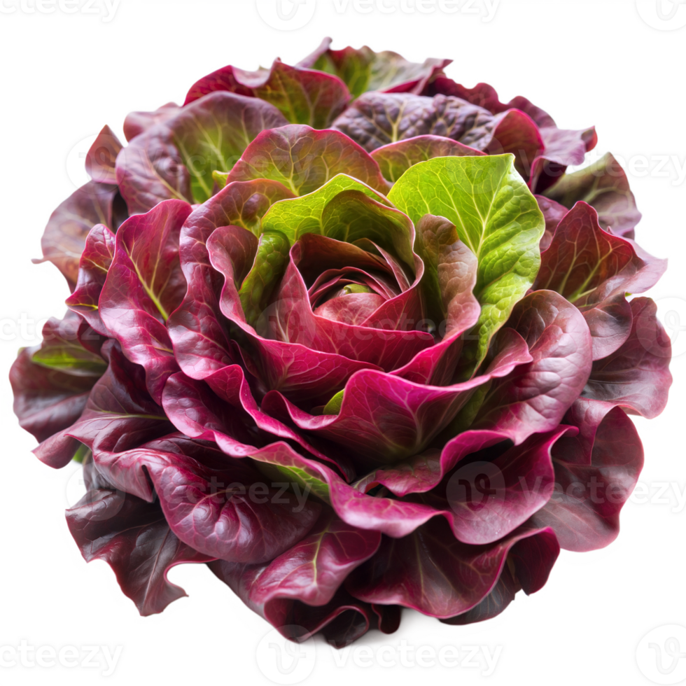 Fresh Red Leaf Lettuce Placed on a Neutral Background in Natural Daylight for Culinary Presentation png
