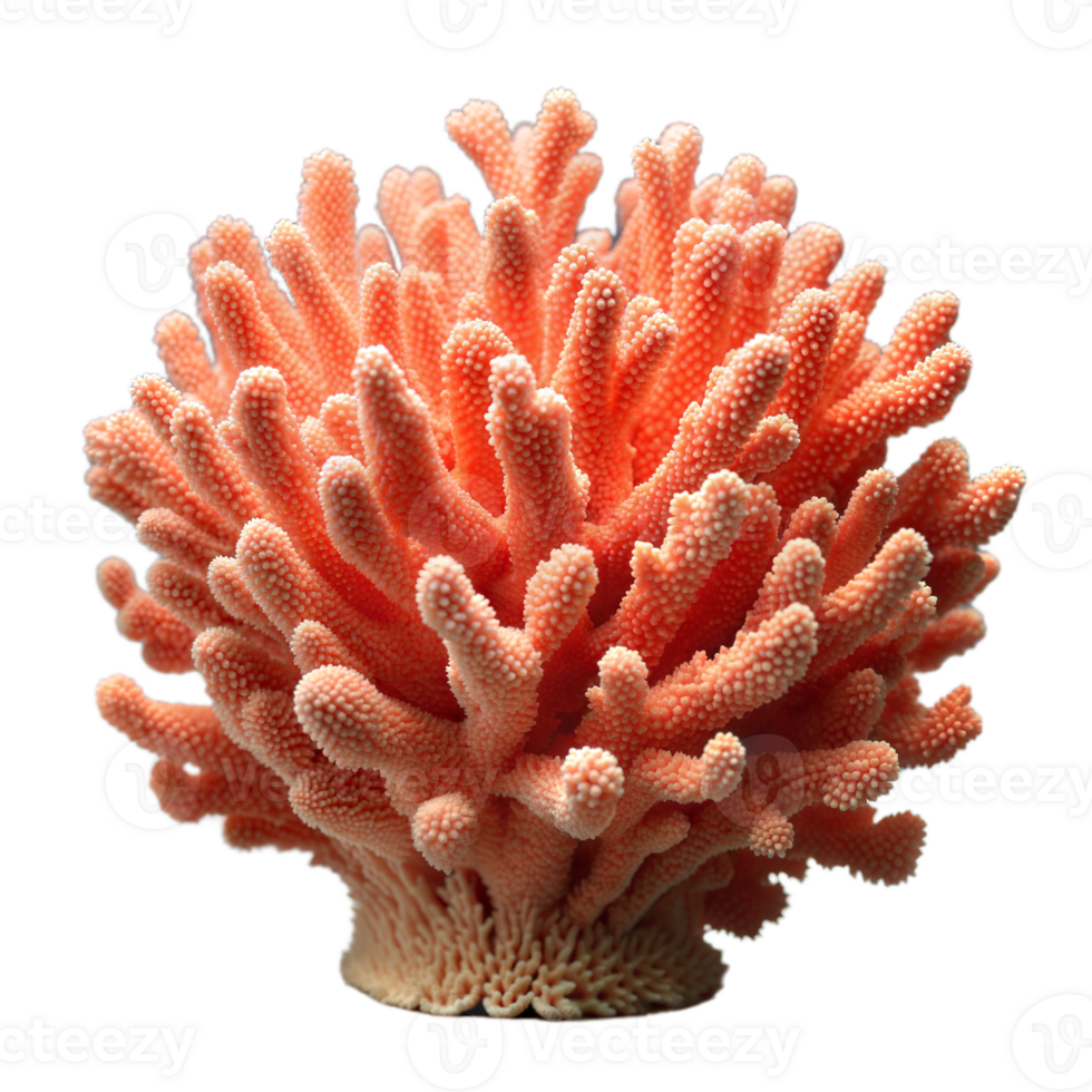Coral with delicate branches and vibrant colors on transparent background. png