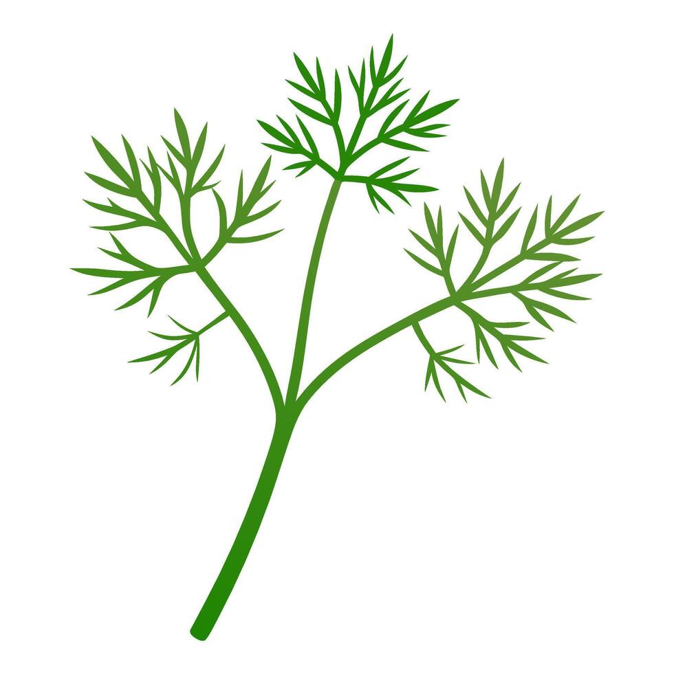 dill vegetable for cooking meals. A bright element isolated on white for design vector