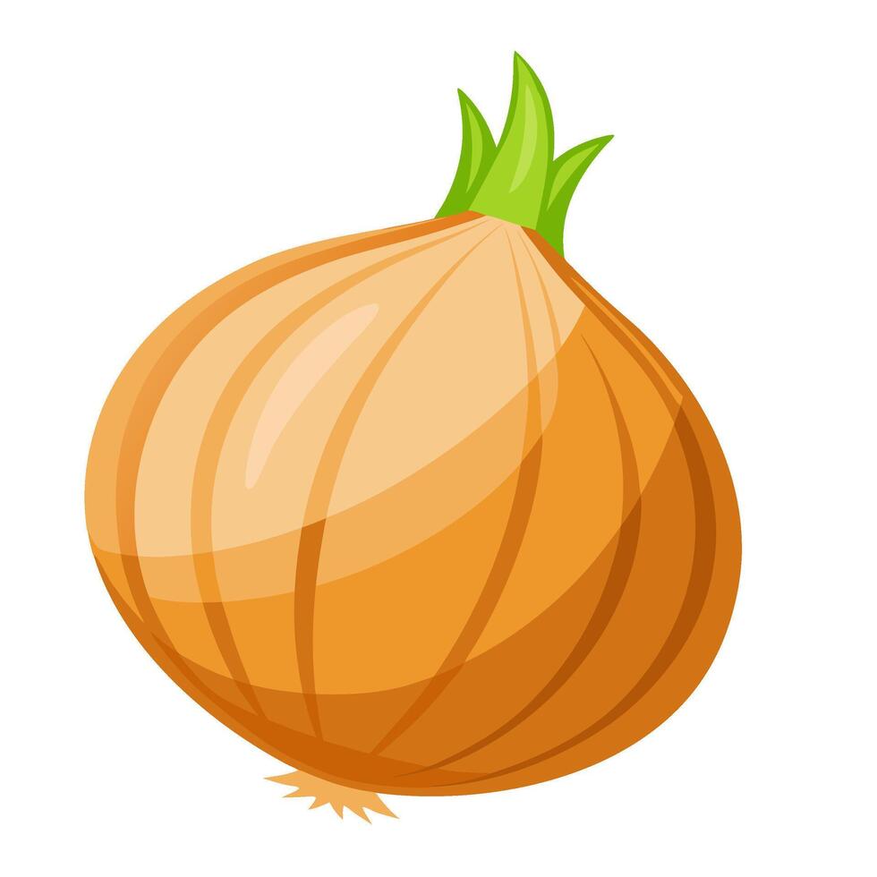 onion vegetable for cooking meals. A bright element isolated on white for design. vector