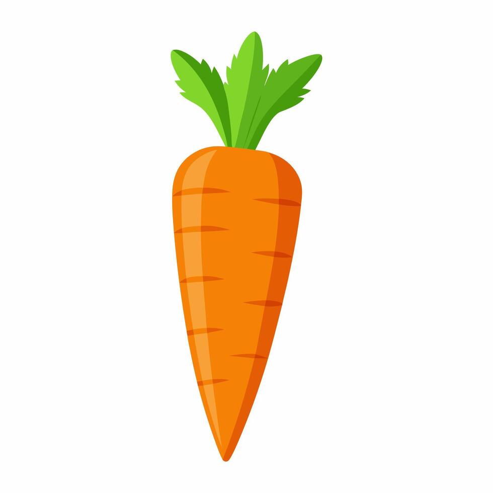 carrot vegetable for cooking meals. A bright element isolated on white for design vector