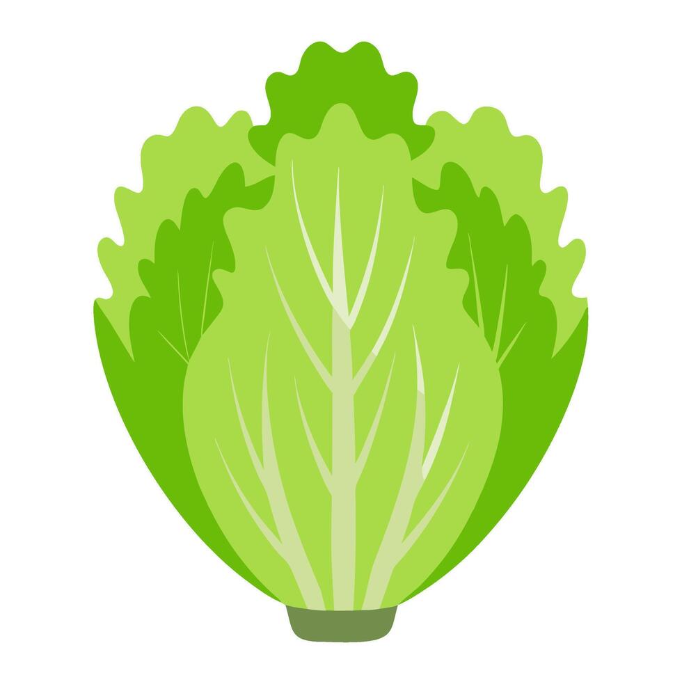frisee salad vegetable for cooking meals. A bright element isolated on white for design vector