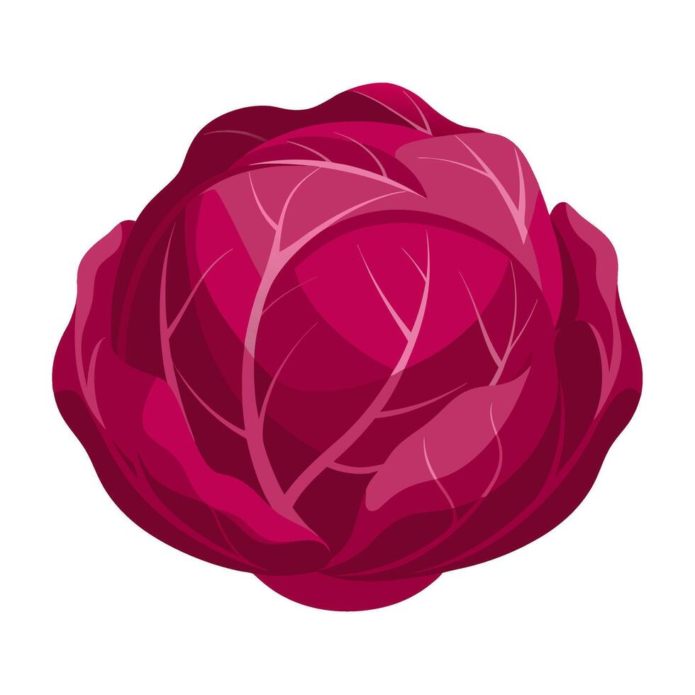 red cabbage vegetable for cooking meals. A bright element isolated on white for design illustration vector