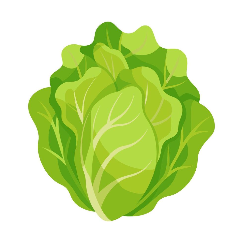 lettuce vegetable for cooking meals. A bright element isolated on white for design. vector