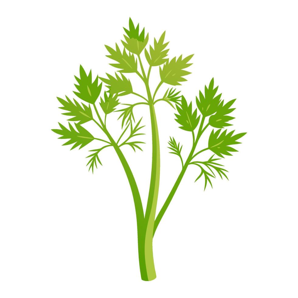 fennel vegetable for cooking meals. A bright element isolated on white for design. vector