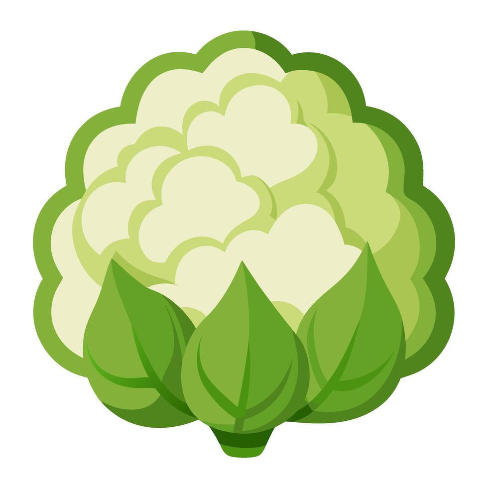 cauliflower vegetable for cooking meals. A bright element isolated on white for design vector