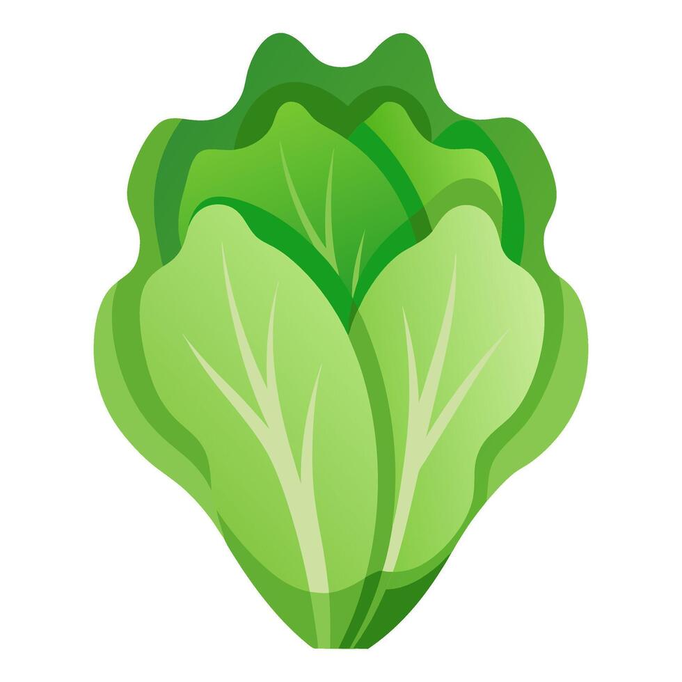lettuce vegetable for cooking meals. A bright element isolated on white for design. vector