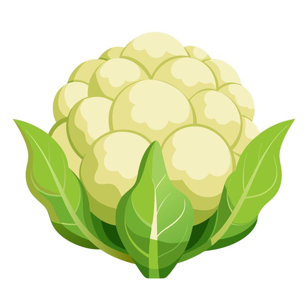 cauliflower vegetable for cooking meals. A bright element isolated on white for design vector