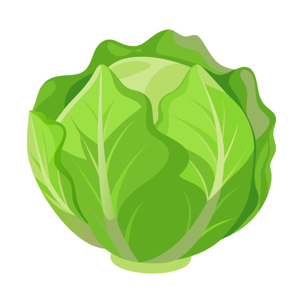 iceberg lettuce vegetable for cooking meals. A bright element isolated on white for design illustration vector