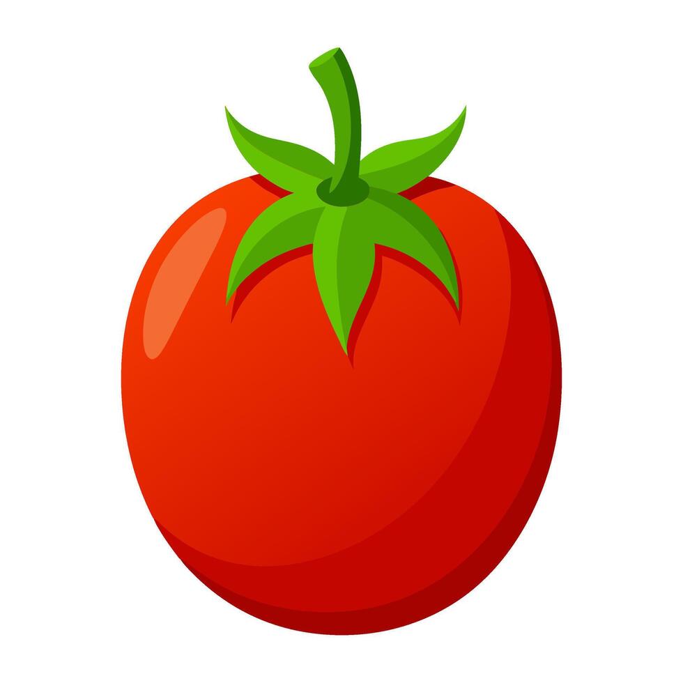 tomato vegetable for cooking meals. A bright element isolated on white for design illustration vector