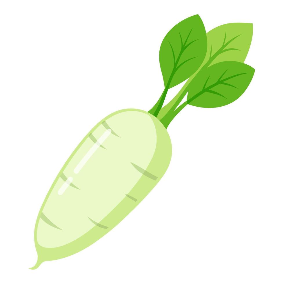 daikon vegetable for cooking meals. A bright element isolated on white for design vector