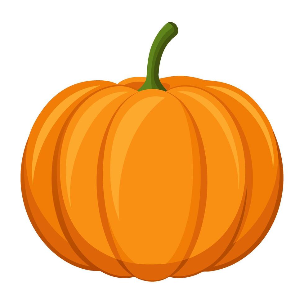 pumpkin vegetable for cooking meals. A bright element isolated on white for design vector