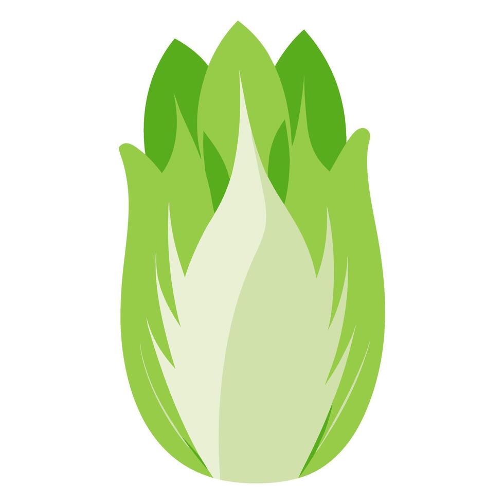 Napa cabbage vegetable for cooking meals. A bright element isolated on white for design illustration vector