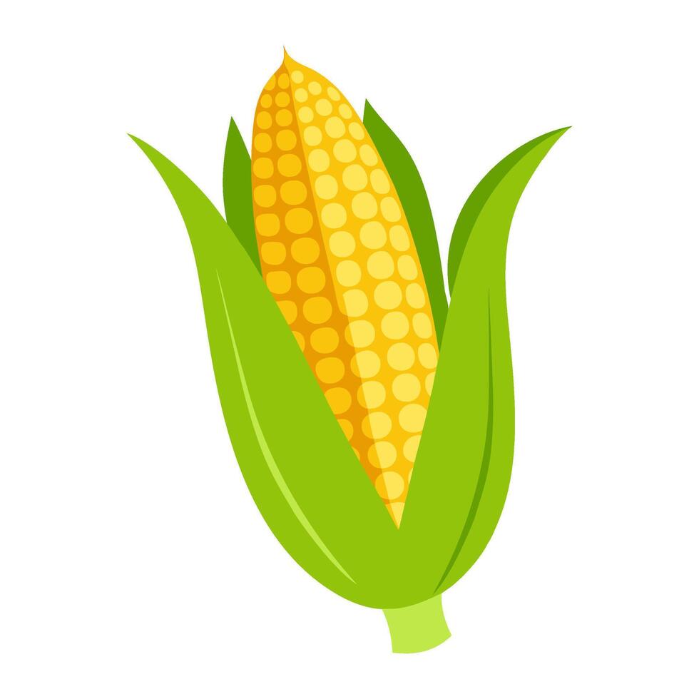 corn vegetable for cooking meals. A bright element isolated on white for design vector