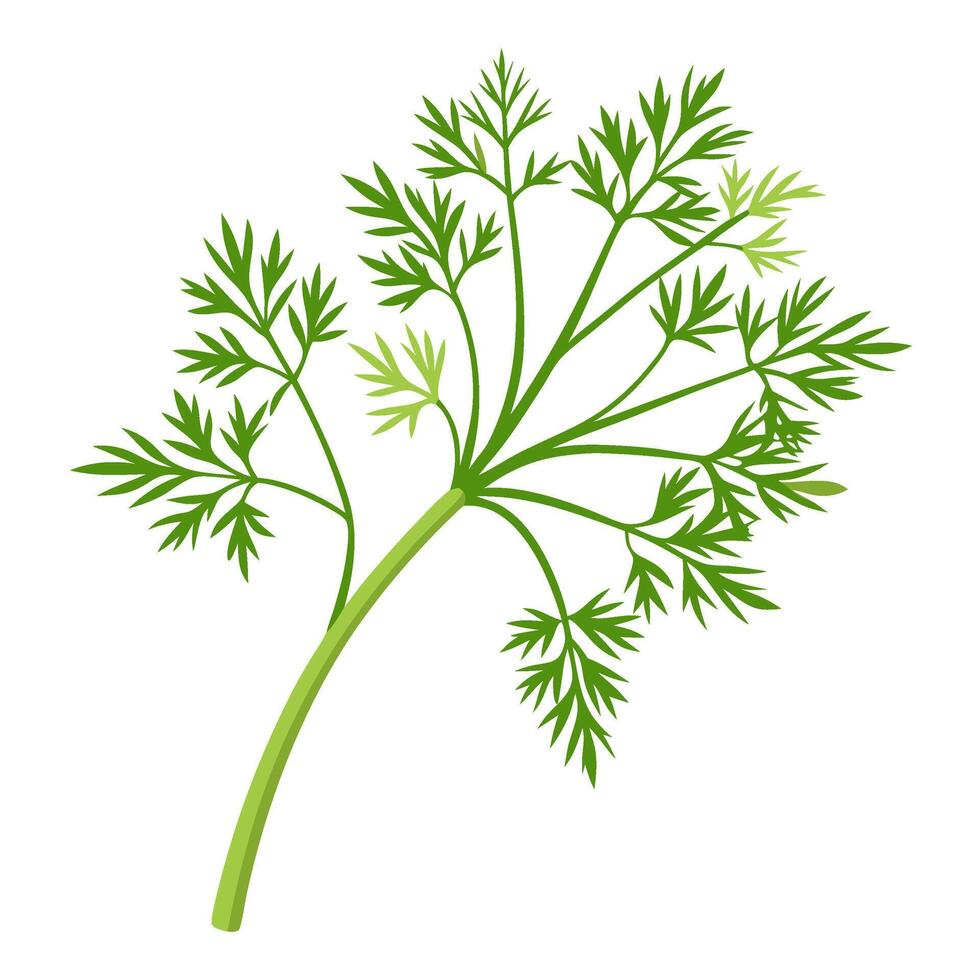 dill vegetable for cooking meals. A bright element isolated on white for design vector