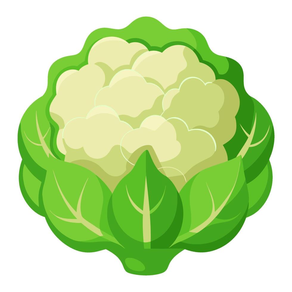 cauliflower vegetable for cooking meals. A bright element isolated on white for design vector
