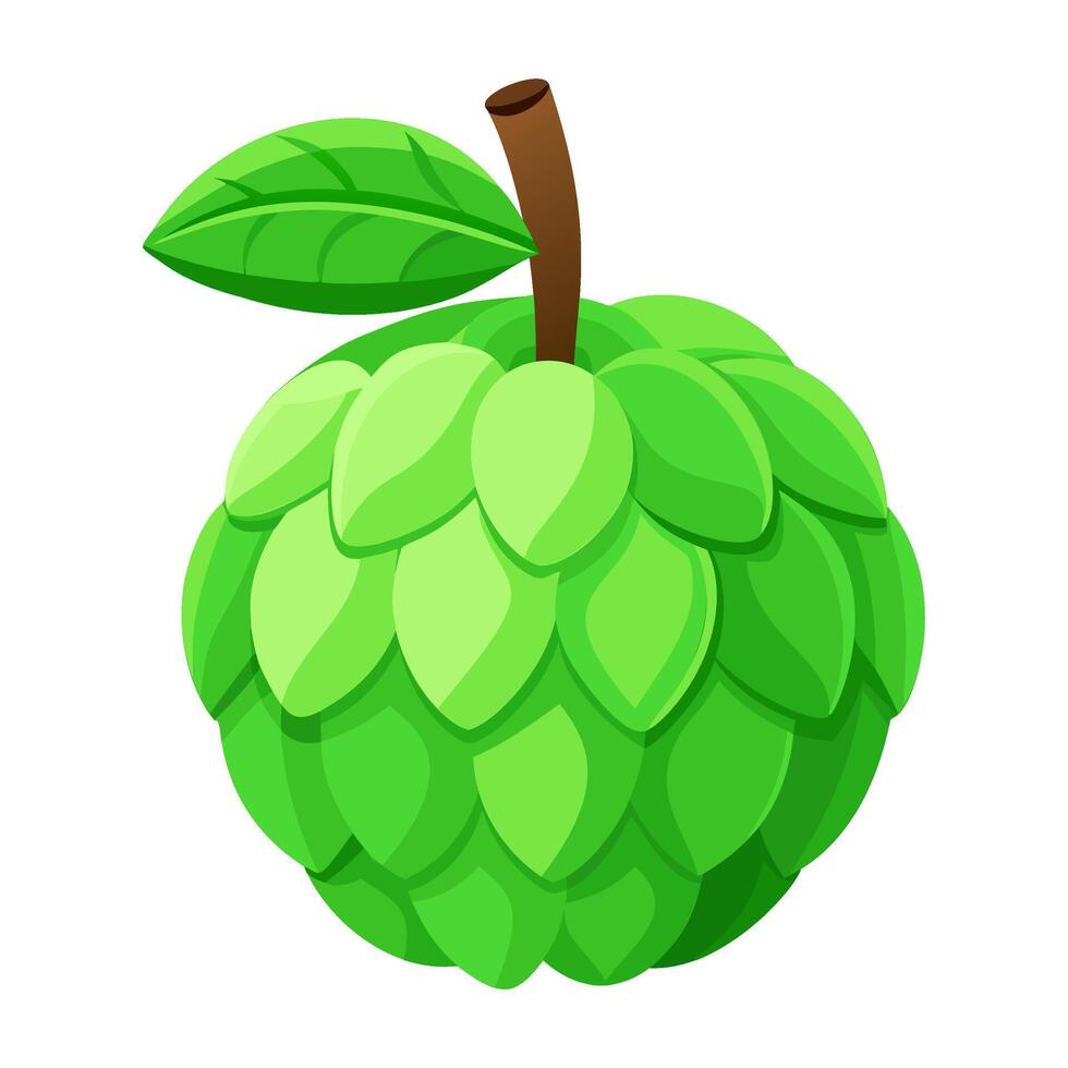 sugar apple colorful fruit. Modern abstract flat style. Natural tropical fruit illustration vector