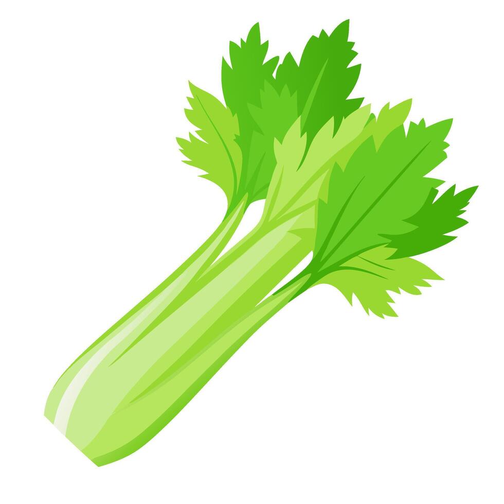 celery vegetable for cooking meals. A bright element isolated on white for design. vector